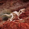 Velociraptor - Imagen 2